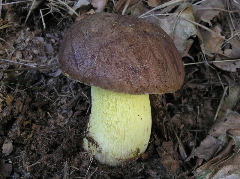 Boletus appendiculatus